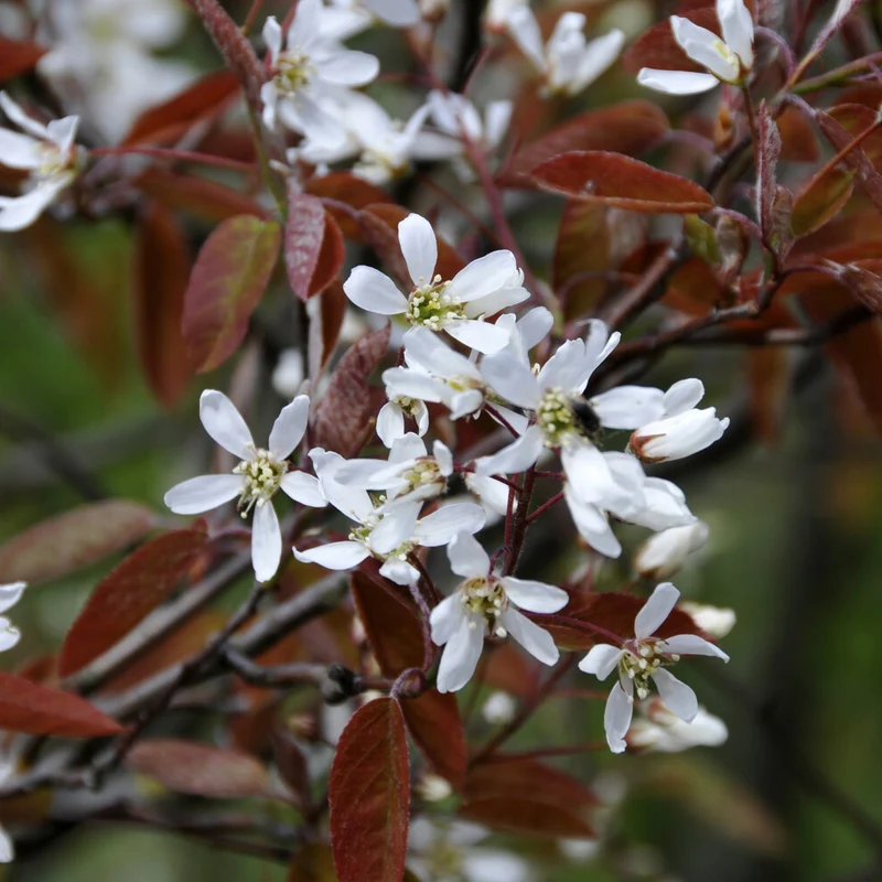 Felsenbirne (Amelanchier laevis)