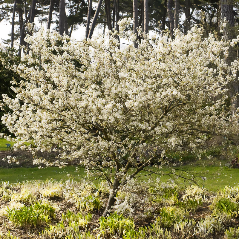 Felsenbirne (Amelanchier laevis)