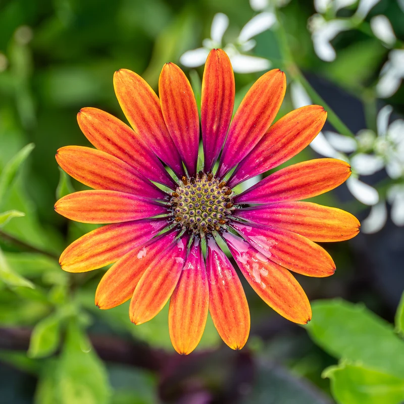Osteospermum purple sun