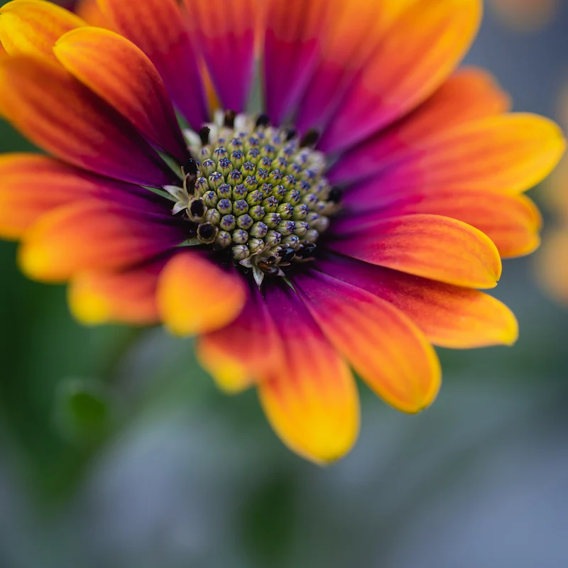 Osteospermum purple sun