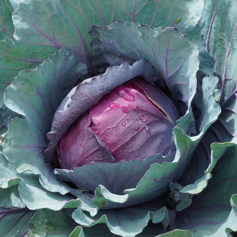 Rotkohl Fuego F1