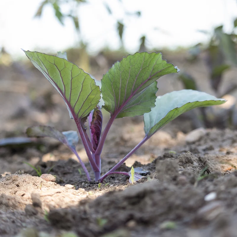 Rotkohl Fuego F1