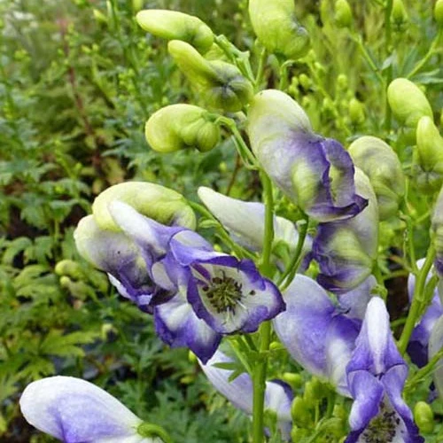 Weißblaublühender Eisenhut Bicolor