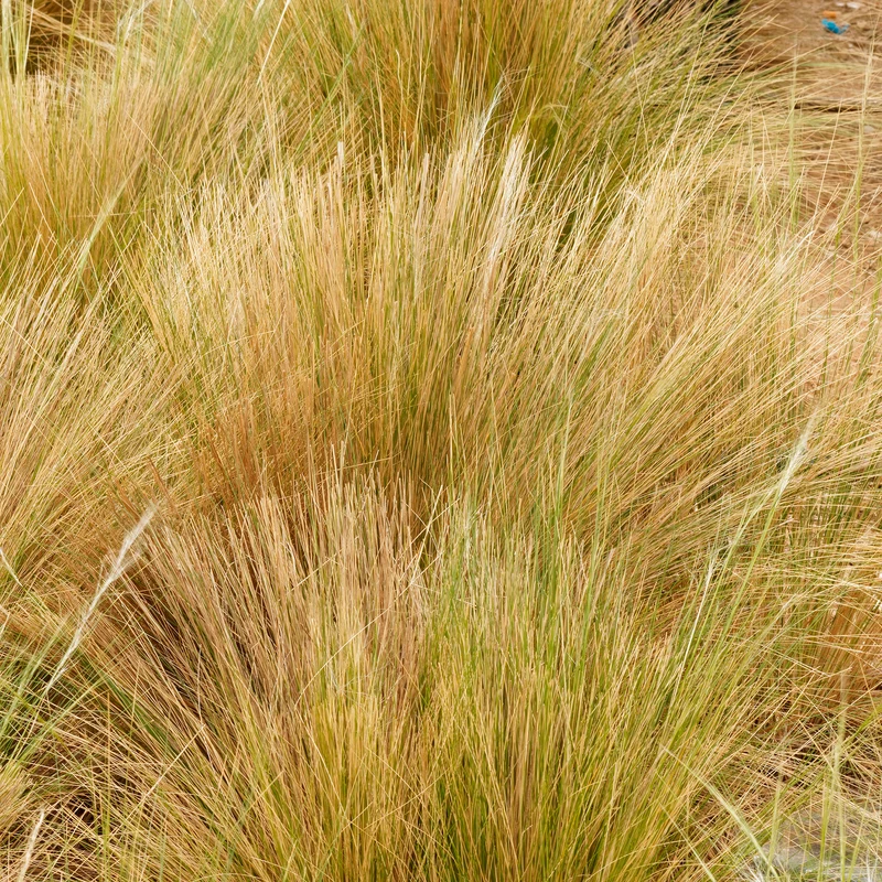 Federgras Palomino