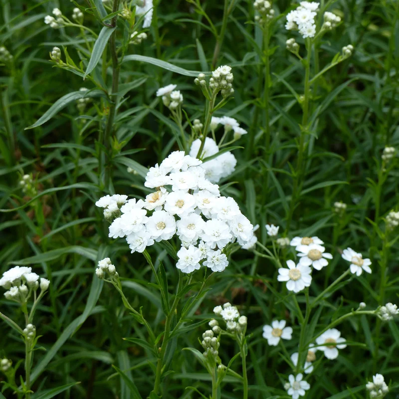 Bertrams-Garbe 'The Pearl'
