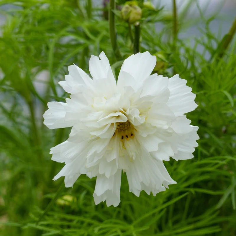 Schmuckkörbchen 'Double Dutch White'