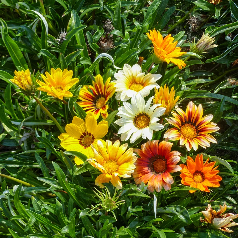 Gazanie Sunshine Hybrids