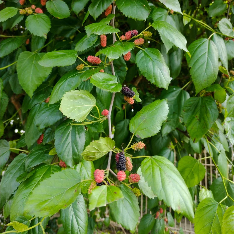 Schwarze Maulbeere