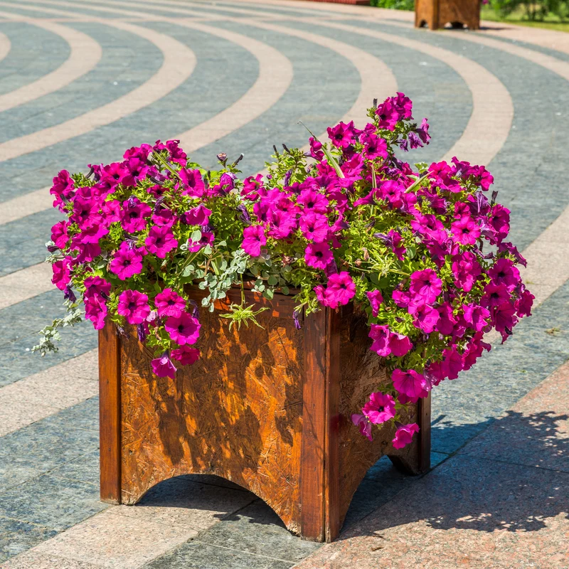 Rosa Hängepetunie