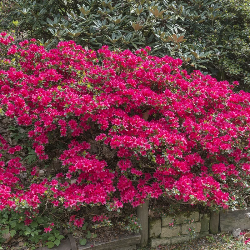 Japanische Azalee Hino Crimson
