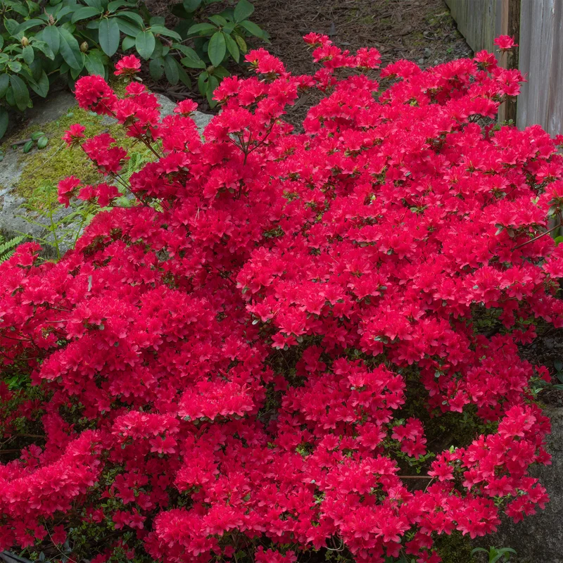 Japanische Azalee Hino Crimson