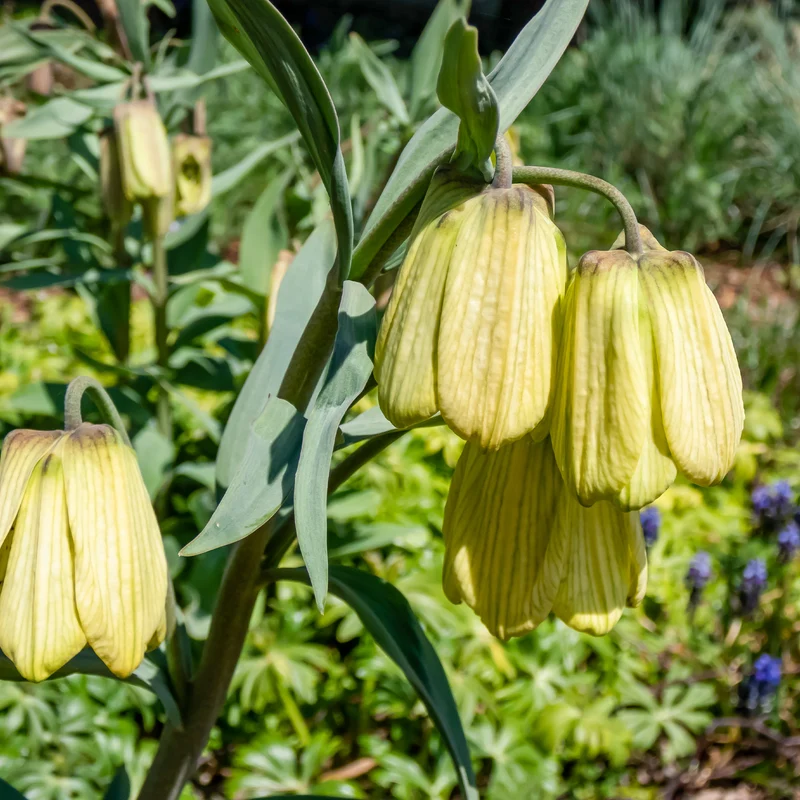 Kaiserkrone pallidiflora (x2)