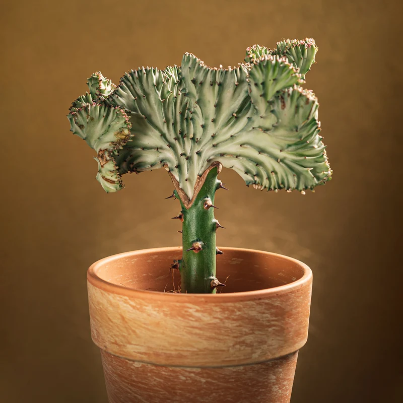 Korallen-Wolfsmilch 'Cristata'