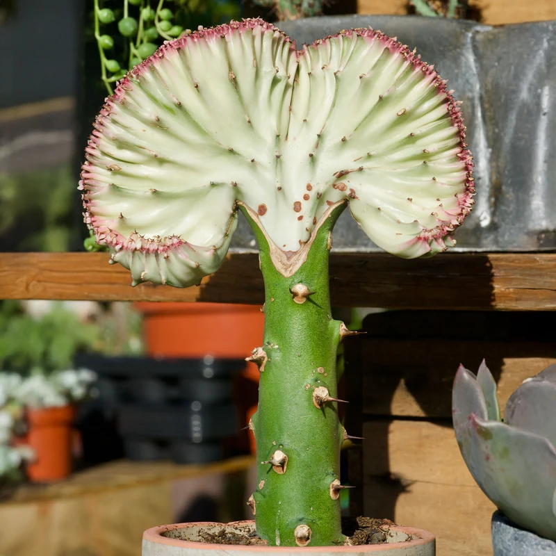 Korallen-Wolfsmilch 'Cristata'