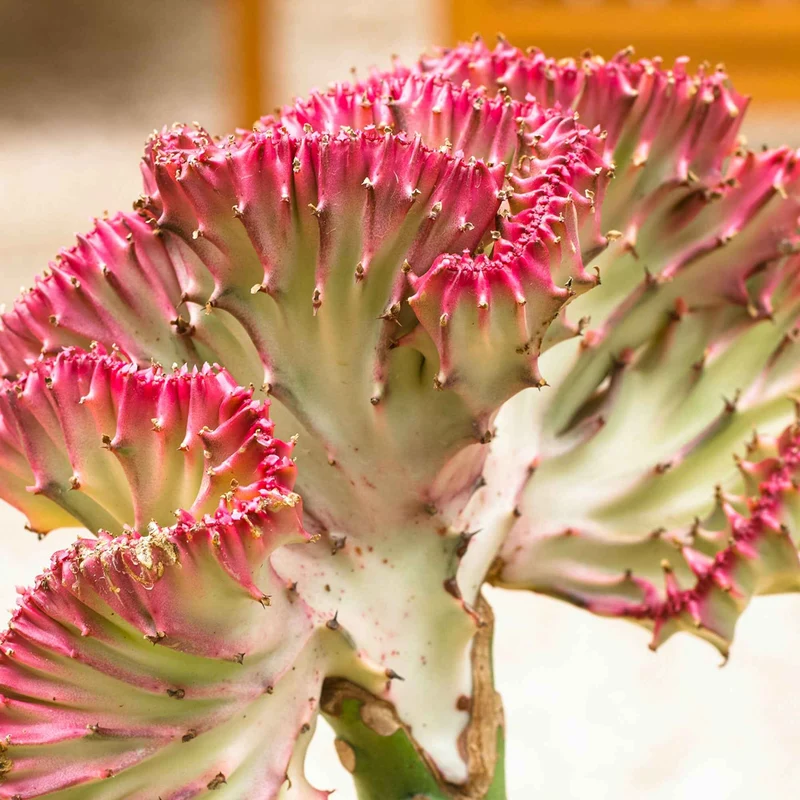 Korallen-Wolfsmilch 'Cristata'