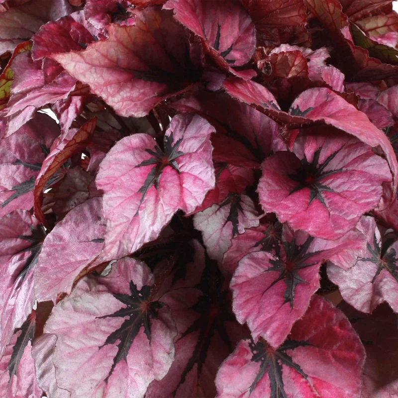 Blattbegonie 'Indian Summer'