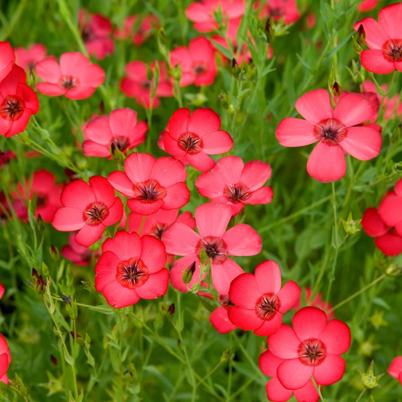 Roter Lein