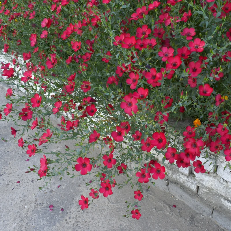 Roter Lein