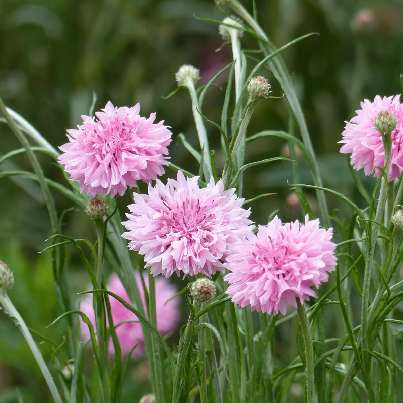 Kornblume Pinkie