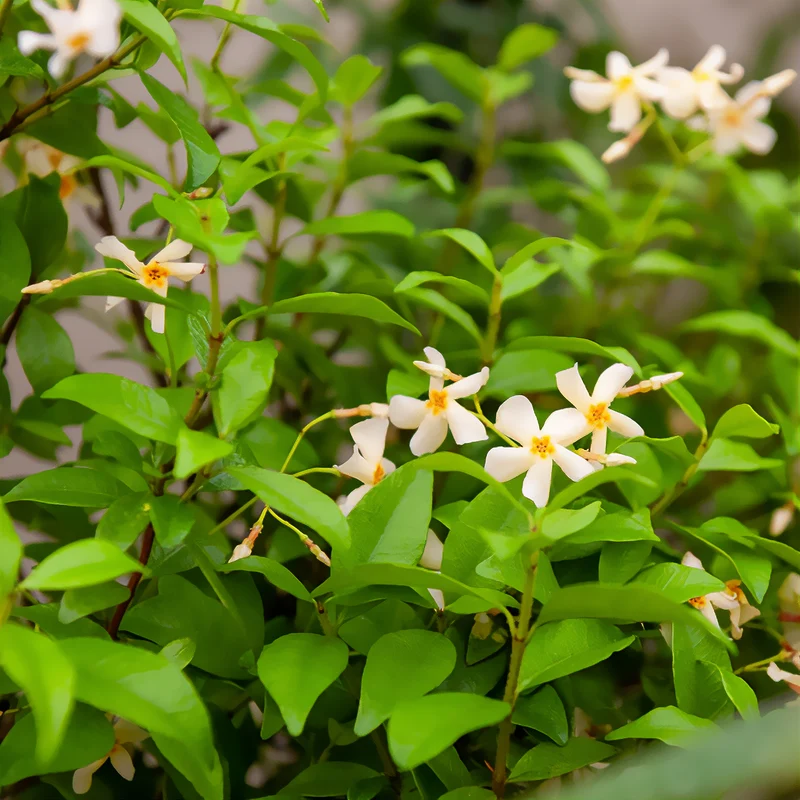 Gelber Sternjasmin
