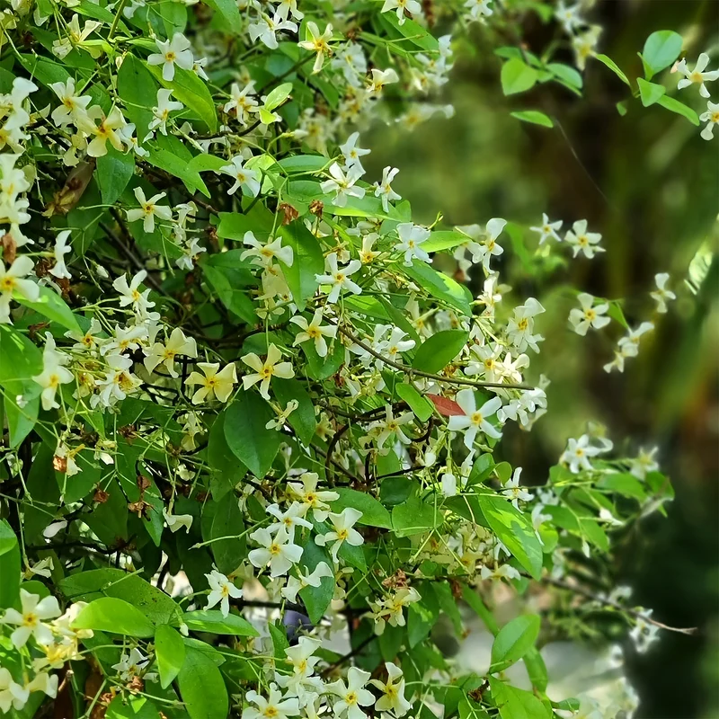 Gelber Sternjasmin
