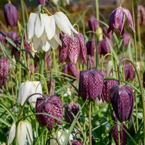 Schachblumen Mischung (x30)