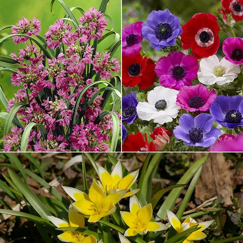 Blumenzwiebel-Mischung 'Running Wild' (x100)
