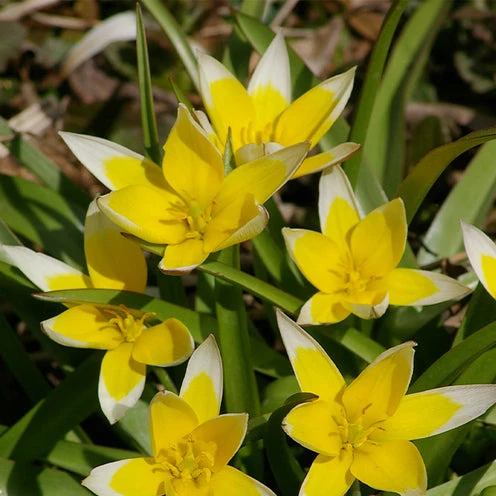 Blumenzwiebel-Mischung 'Running Wild' (x100)