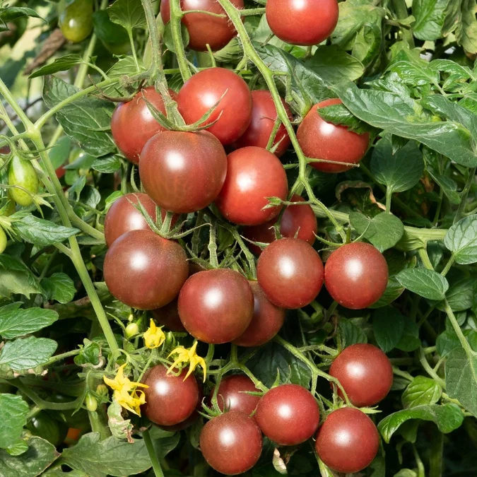 Cherrytomate ‘Black Cherry’ Pflanzen (x3)