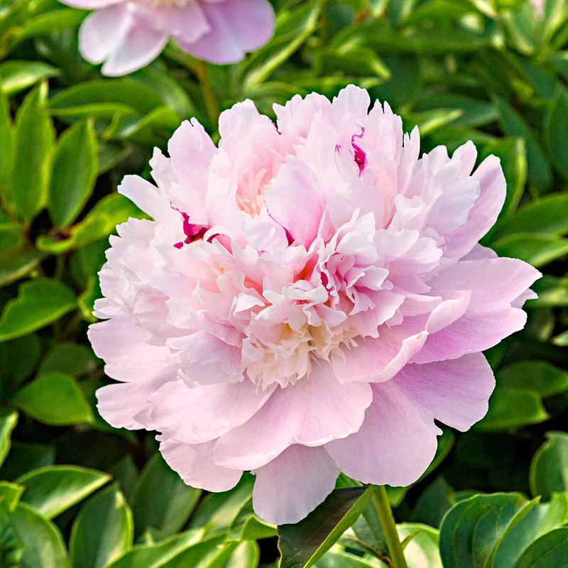 Pfingstrose 'Eden's Perfume'