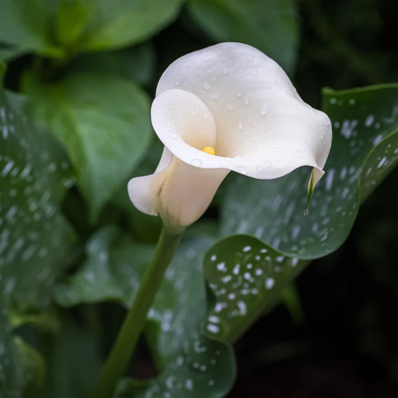 Gefleckte Calla (x2)