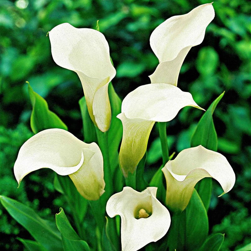 Gefleckte Calla (x2)