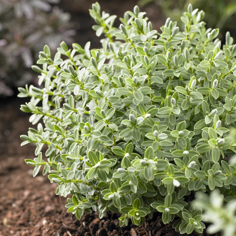 Strauch-Ehrenpreis Sutherlandii
