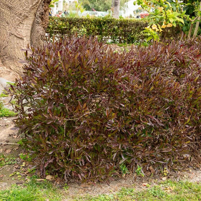 Dodonäa 'Purpurea'