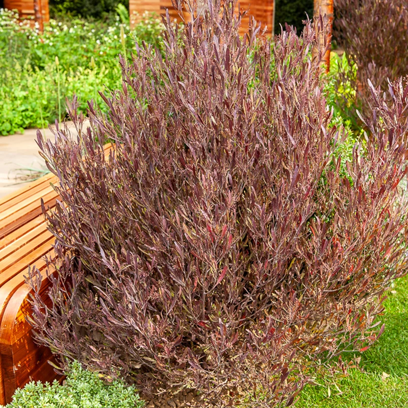 Dodonäa 'Purpurea'