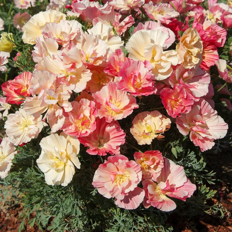 Goldmohn 'Thai Silk Appleblossom'