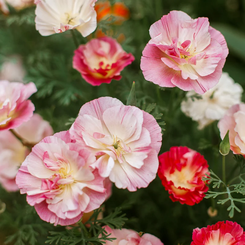 Goldmohn 'Thai Silk Appleblossom'