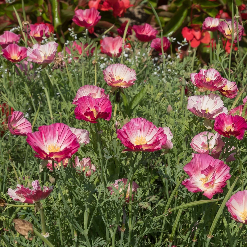 Goldmohn 'Thai Silk Appleblossom'