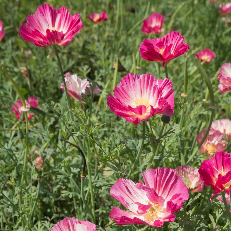 Goldmohn 'Thai Silk Appleblossom'