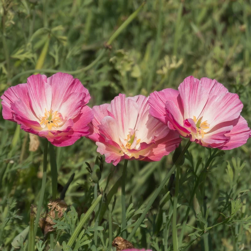 Goldmohn 'Thai Silk Appleblossom'