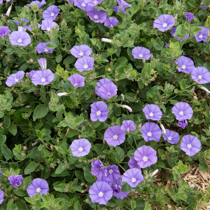 Mauretanische Winde Deep Blue