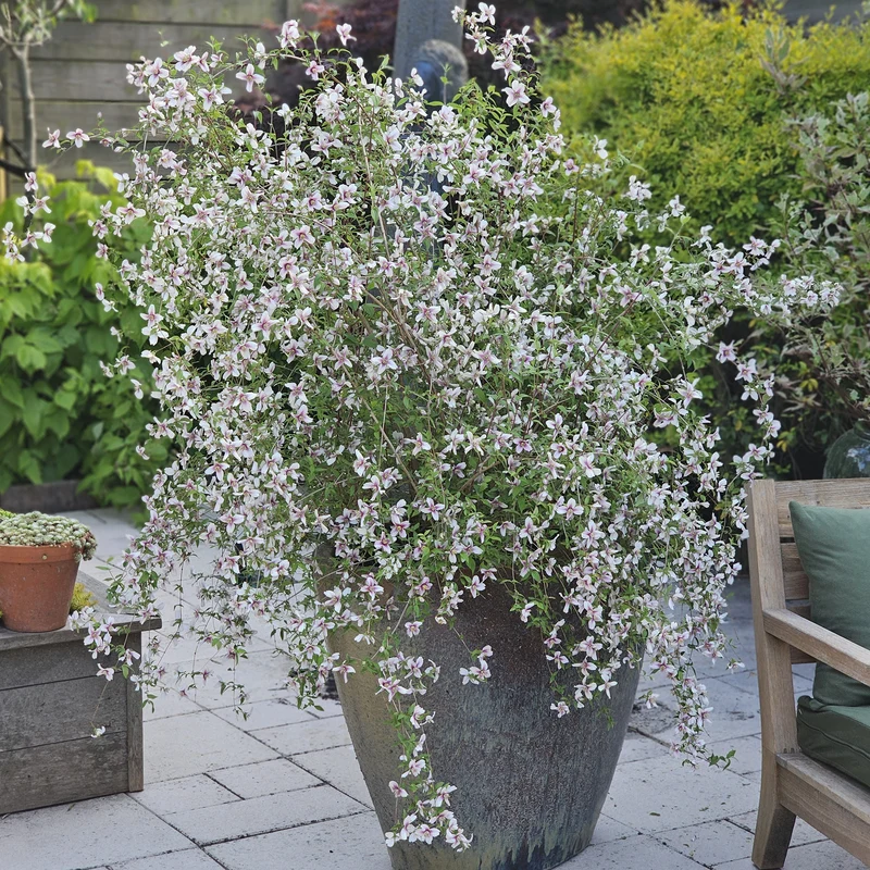 Gartenjasmin Petite Perfume® Pink
