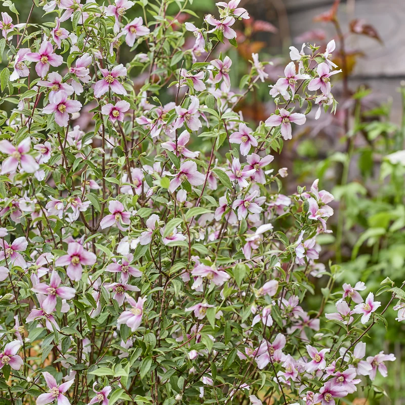 Gartenjasmin Petite Perfume® Pink