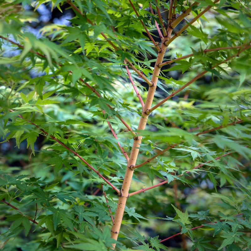 Fächerahorn 'Bi-hoo'