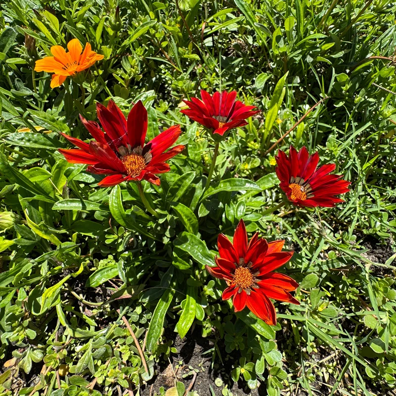 Rote Gazanie