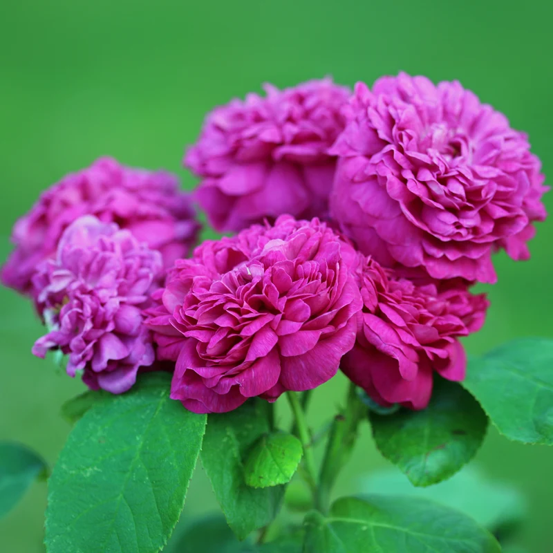 Historische Rose 'Rose de Rescht'