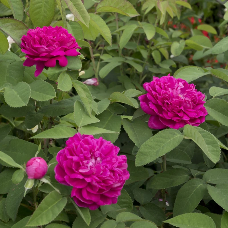 Historische Rose 'Rose de Rescht'
