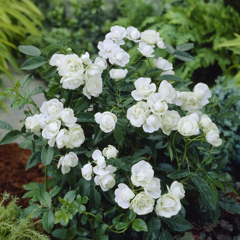 Muttertagsrose weiß