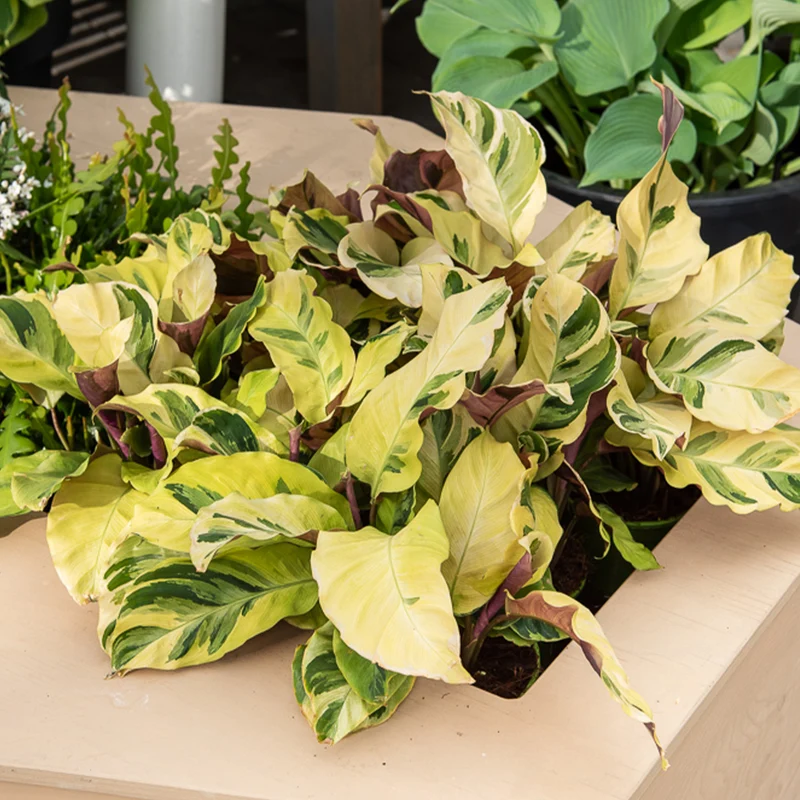 Korbmarante ‘Yellow Fusion’