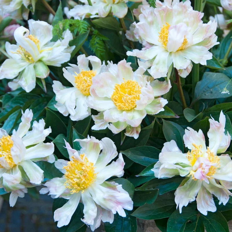 Pfingstrose Green Lotus
